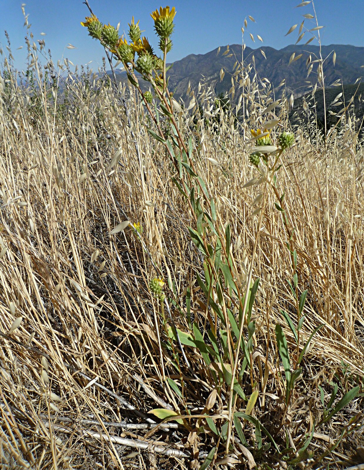 High Resolution Grindelia hirsutula Plant
